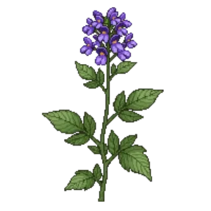 Illustration of False Indigo Bush
