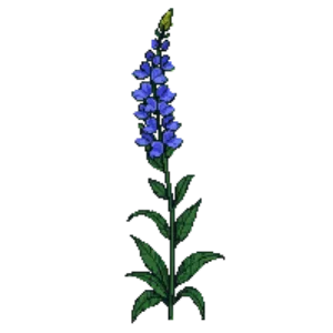 Illustration of Anchusa 'Loddon Royalist'
