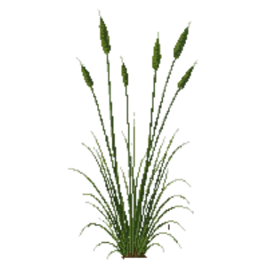 Illustration of Big Bluestem