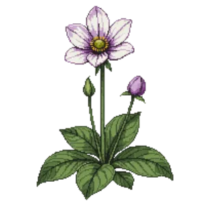 Illustration of Sharp-lobed Hepatica