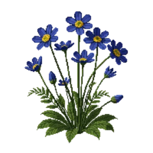 Illustration of Blue Windflower