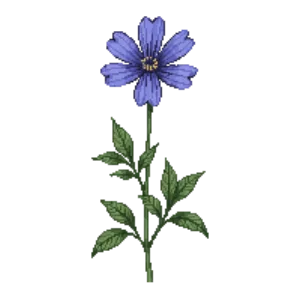 Illustration of Windflower