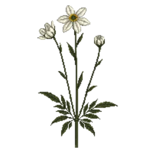 Illustration of Canada Anemone