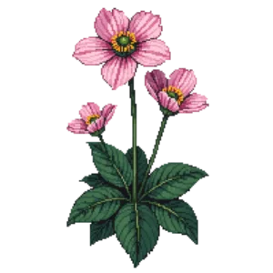 Illustration of Japanese Anemone
