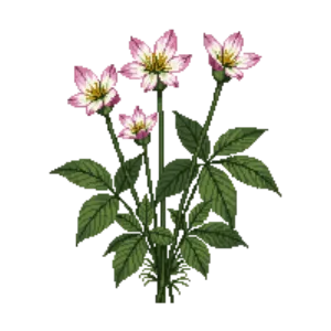 Illustration of Wood Anemone