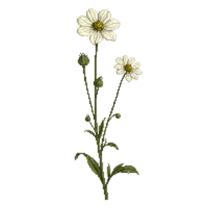 Illustration of Tall Anemone