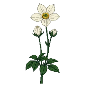 Illustration of Japanese Anemone 'Honorine Jobert'