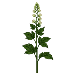 Illustration of Wild angelica