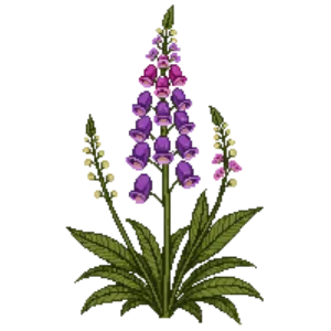 Illustration of Angelonia