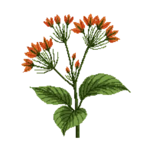 Illustration of Flame Acanthus