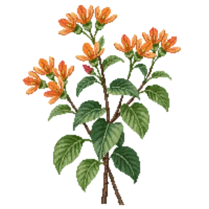 Illustration of Desert Honeysuckle
