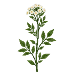 Illustration of Pussytoes