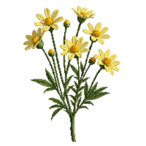 Illustration of Golden Marguerite 'E.C. Buxton'