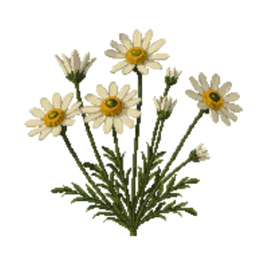 Illustration of Golden Marguerite 'Sauce Hollandaise'