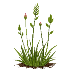 Illustration of Sweet Vernal Grass