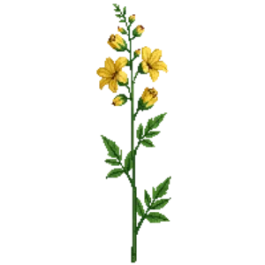 Illustration of Golden Columbine
