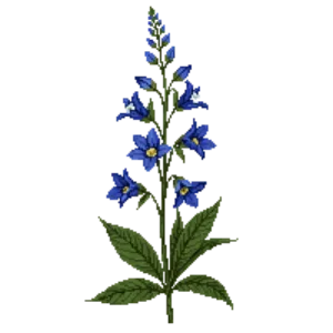 Illustration of Rocky Mountain Columbine