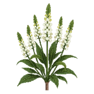 Illustration of American Spikenard