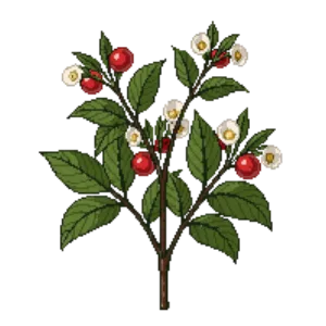 Illustration of Compact Strawberry Tree