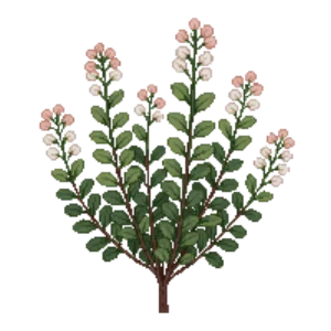 Illustration of Manzanita 'Howard McMinn'