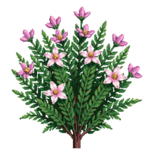 Illustration of Manzanita 'Emerald Carpet'
