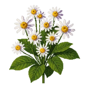 Illustration of Marguerite