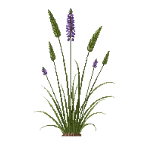 Illustration of Purple Three-awn