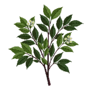 Illustration of Red Chokeberry 'Brilliantissima'
