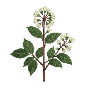 Illustration of Black Chokeberry 'Autumn Magic'