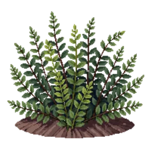 Illustration of Black Chokeberry 'Low Scape Mound'