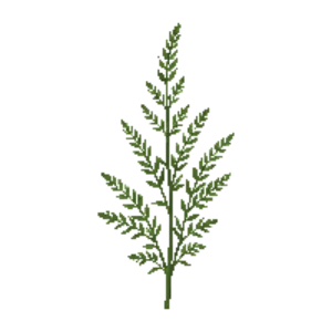 Illustration of White Sagebrush