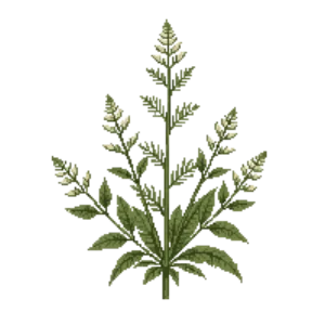 Illustration of Goatsbeard