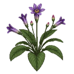 Illustration of Chinese Wild Ginger
