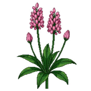 Illustration of Swamp Milkweed