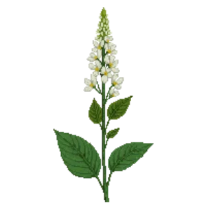 Illustration of Aquatic Milkweed