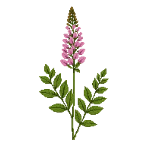 Illustration of Showy Milkweed