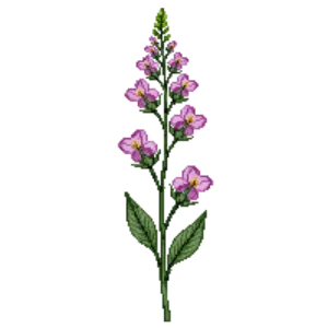 Illustration of Prairie Milkweed