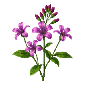 Illustration of Common Milkweed
