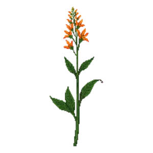 Illustration of Butterfly Weed