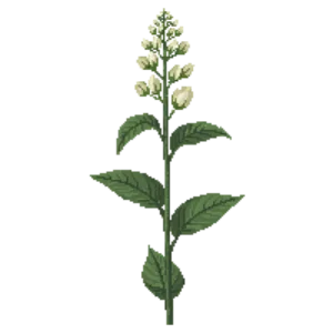 Illustration of Whorled Milkweed