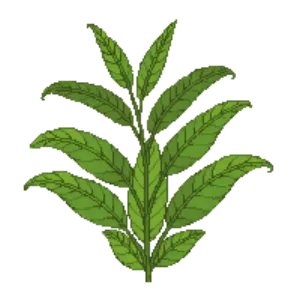 Illustration of Hart's Tongue Fern