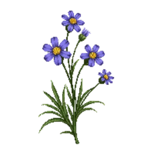 Illustration of Italian Aster 'King George'