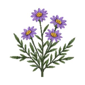 Illustration of Italian Aster 'Rudolph Goethe'