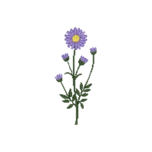 Illustration of Michaelmas Daisy 'Monch'