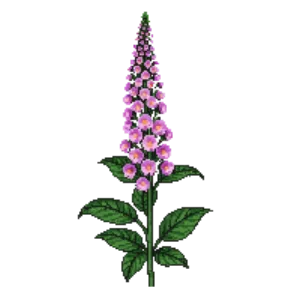 Illustration of Astilbe 'Visions'