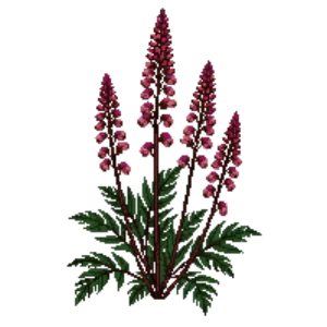 Illustration of Astilbe 'Fanal'