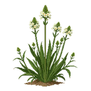 Illustration of Canada Milkvetch