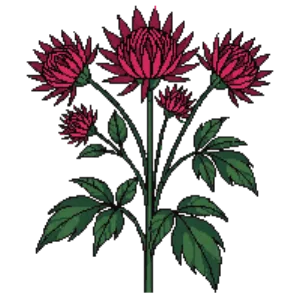 Illustration of Masterwort 'Hadspen Blood'