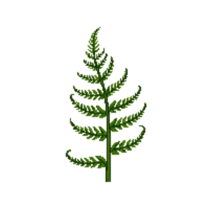 Illustration of Lady Fern
