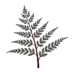 Illustration of Japanese Painted Fern